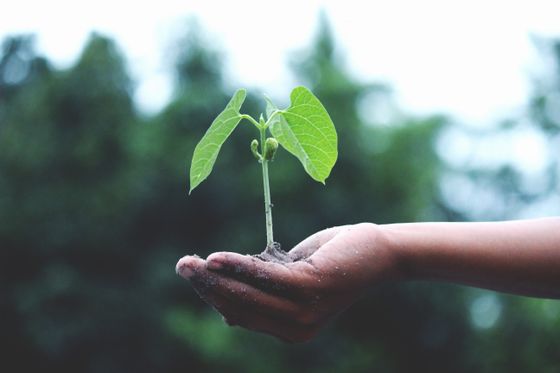 A young plant growing in an open hand